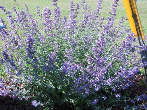 Catnip (Nepeta Cataria) Herb Seeds,Both the flowers and foliage are aromatic - Caribbeangardenseed