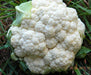 CAULIFLOWER Seeds, Early Snowball. White firm heads, Biennial Vegetable - Caribbeangardenseed