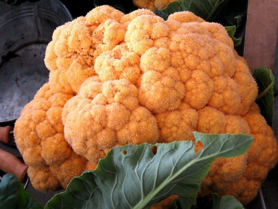 Cauliflower seeds - CHEDDAR~ Bright orange heads. - Caribbeangardenseed
