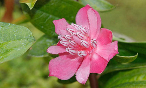 Love Rose SEEDS-Cavendishia adenophora- TROPICAL SHRUB! - Caribbeangardenseed