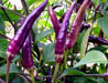 Cayenne Pepper SEEDS ,Purple/Black -Capsicum annuum - Caribbeangardenseed