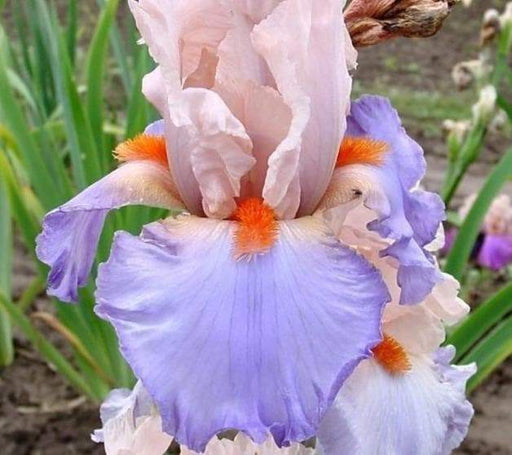 Tall Bearded Iris (Iris 'French Cancan')| Perennial Bareroot Plant - Caribbeangardenseed