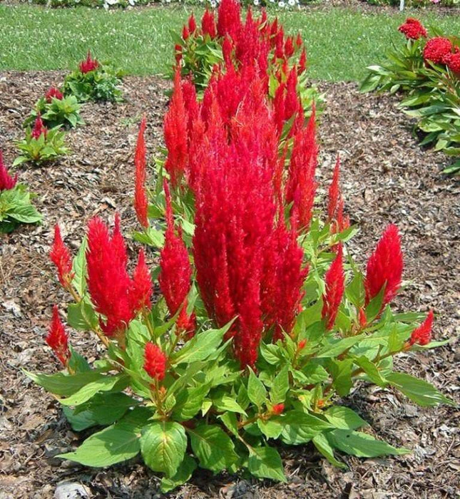 Celosia ,Fresh Look Red Celosia Seeds, started indoors to get a jump start on the growing season - Caribbeangardenseed