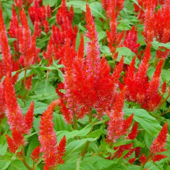 Celosia ,Fresh Look Red Celosia Seeds, started indoors to get a jump start on the growing season - Caribbeangardenseed