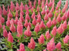 Celosia Seed,"Castle Pink" ,Great for Garden Bed,Containers,Borders, Landscapes - Caribbeangardenseed