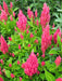 Celosia Seed,"Castle Pink" ,Great for Garden Bed,Containers,Borders, Landscapes - Caribbeangardenseed