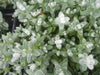 Cerastium tomentosum Snow-in-Summer FLOWER SEEDS - Caribbeangardenseed