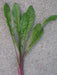 Chicory Seed (Red Stem ) Italian Dandelion, Organic Vegetable Seeds ! - Caribbeangardenseed