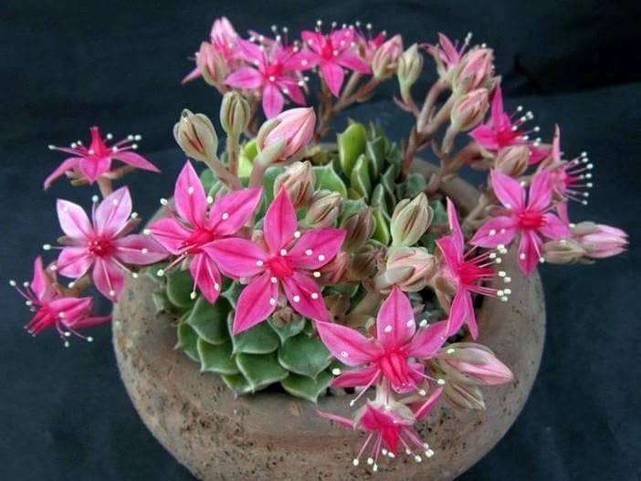 Chihuahua Flower Seeds - SUCCULENT (Tacitus bellus ) - Hardy Perennial Great pot plant! - Caribbeangardenseed