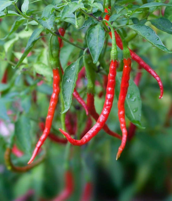 Chile de Arbol, Red Hot Chili Pepper Seeds ,capsicum annuum - Caribbeangardenseed