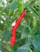 Chile Pepper 'Chiltepec' (Capsicum annuum) Extremely Hot - Caribbeangardenseed