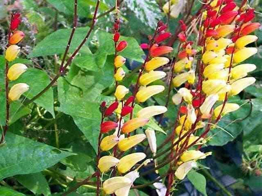 Chilean Glory Vine (Eccremocarpus Scaber Mix) the perfect flowering plant for hummingbirds ! - Caribbeangardenseed