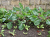 Chinese Broccoli Seeds,Asian Vegetable, - Caribbeangardenseed