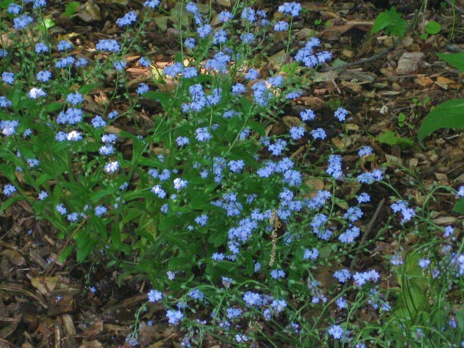 Chinese Forget Me Not (Cynoglossum Amabile) Flowers Seed liberal self-sowers. - Caribbeangardenseed