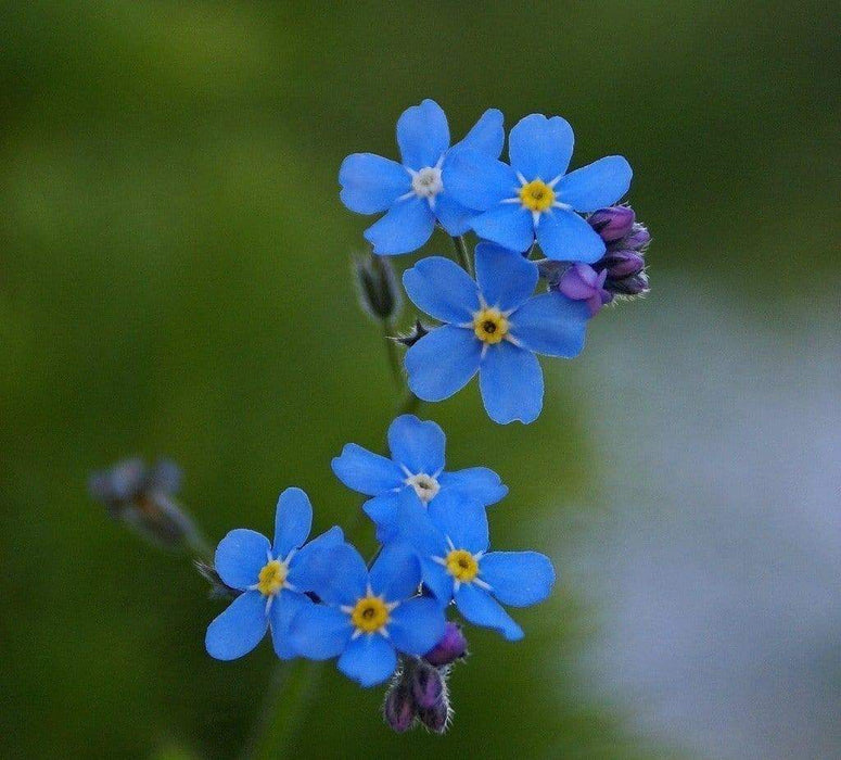 Chinese Forget Me Not (Cynoglossum Amabile) Flowers Seed liberal self-sowers. - Caribbeangardenseed