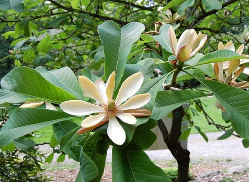 Chinese Magnolia biloba Seeds,Houpu Magnolia, Magnolia-bark Magnolia - Caribbeangardenseed