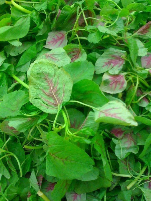 Red Stripe Leaf CHINESE SPINACH SEEDS- Asian Vegetables, Edible Amaranth - Caribbeangardenseed