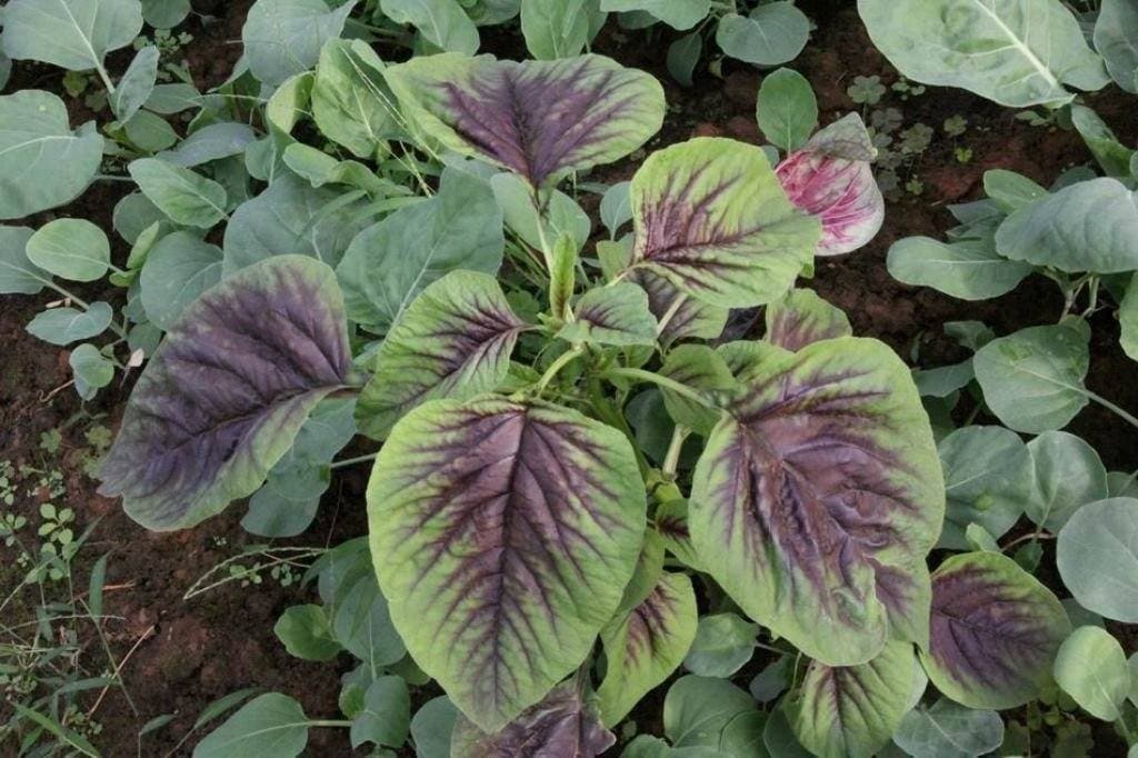 Red Stripe Leaf CHINESE SPINACH SEEDS- Asian Vegetables, Edible Amaranth - Caribbeangardenseed
