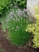 Chives Seeds,(Allium Schoenoprasum) flowers herb, natural insect repellent - Caribbeangardenseed