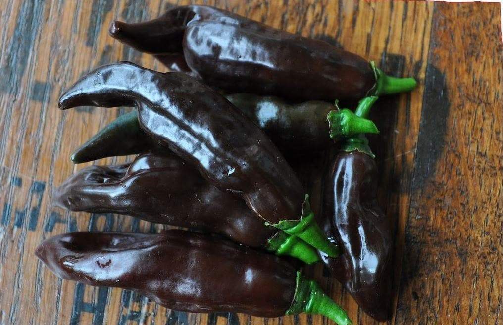 BERBERE Ethiopian Brown Pepper Seed ( Capsicum chinense) Very hot - Caribbeangardenseed