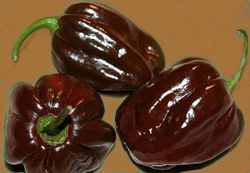 Chocolate Habanero Pepper Seed, Capsicum chinense, - Caribbeangardenseed