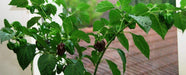 Chocolate Habanero Pepper Seed, Capsicum chinense, - Caribbeangardenseed