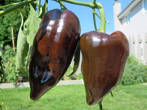 Mulato Isleno Pepper Seeds -(Capsicum annuum) , - Caribbeangardenseed