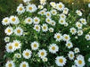 Shasta Daisy Alaska, Seeds ,Perennial Flowers - Caribbeangardenseed