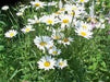 Shasta Daisy Alaska, Seeds ,Perennial Flowers - Caribbeangardenseed