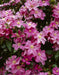 Clematis Comtesse de Bouchaud' FLOWERS VINE,Starter Plant - Caribbeangardenseed