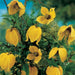 CLEMATIS, Radar Love Flower Seeds ,Yellow Perennial Vine ! - Caribbeangardenseed