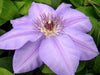 Clematis Ramona (Bare Roots) Early, Large-flowered Vine - Caribbeangardenseed