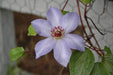 Clematis Ramona (Bare Roots) Early, Large-flowered Vine - Caribbeangardenseed