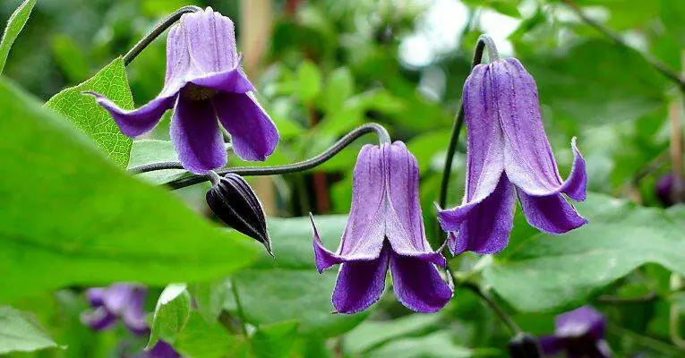 Clematis '‘Rooguchi’, Starter Plant, VINE - Caribbeangardenseed