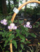 Clematis crispa -Swamp Leather Flower- Flowers Seeds, PERENNIAL - Caribbeangardenseed