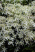 Clematis mandshurica - Flower Seeds, PERENNIAL - Caribbeangardenseed