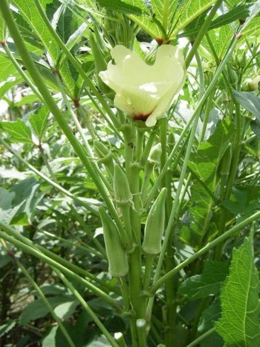 Clemson Spineless Okra Seed, Heirloom Vegetable - Caribbeangardenseed