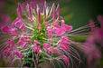 Cleome (Cleome Hassleriana Rose Queen) Heirloom Seeds - Also known as Spider Flower or Grandfather's Whiskers plant - Caribbeangardenseed