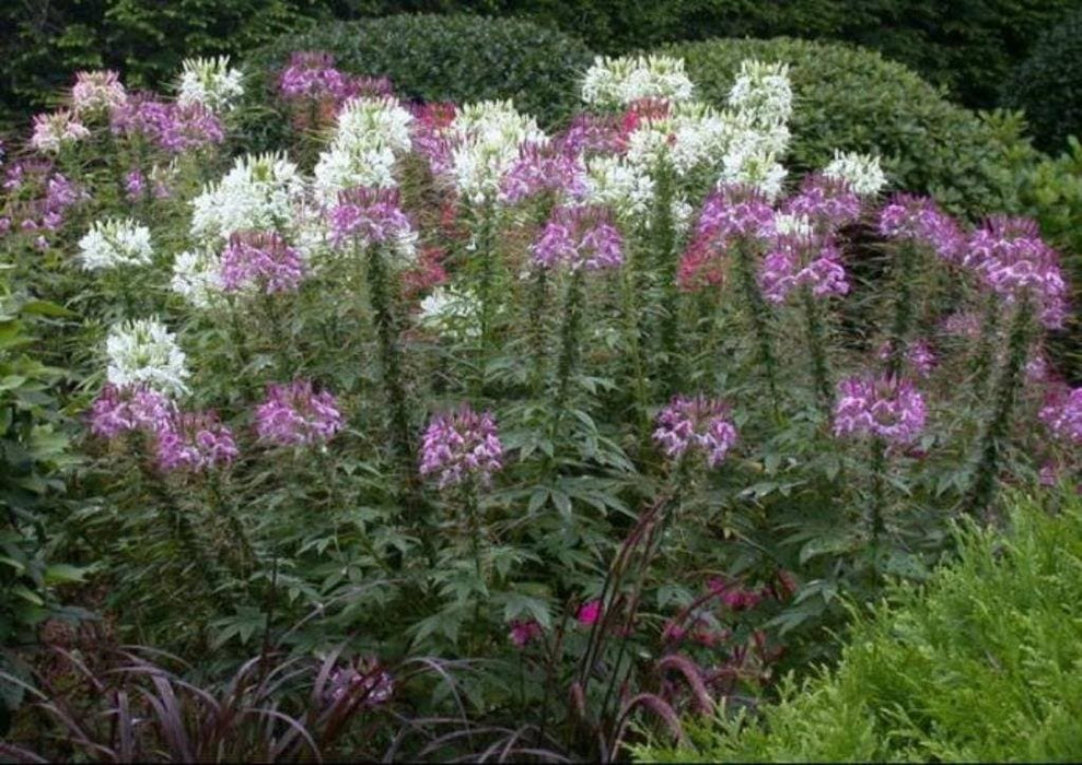 Spider Plant Mix, Cleome Queen ,Wildflower Seeds - Caribbeangardenseed
