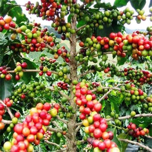 Coffea Seeds (Coffea Arabica Nana) Grow Your Own Coffee tree,From Seed - Perennial ! - Caribbeangardenseed