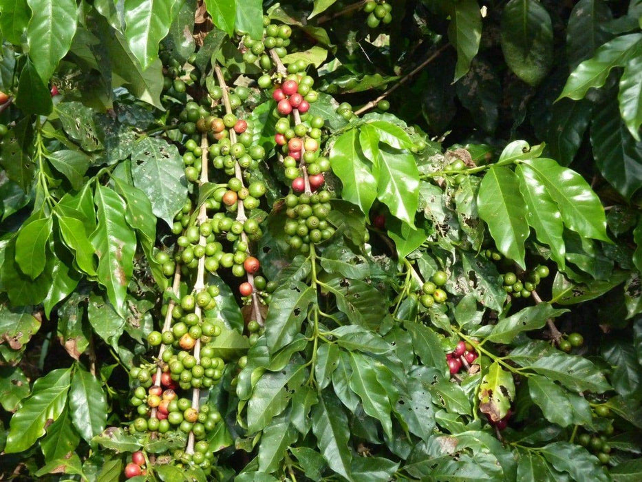 Coffea Seeds (Coffea Arabica Nana) Grow Your Own Coffee tree,From Seed - Perennial ! - Caribbeangardenseed