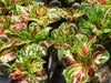 Coleus Seed (Coleus Kong Mosaic) Exotic foliage plants.Great house plant ! - Caribbeangardenseed