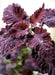 Coleus Seeds-Black Dragon-Intense Color,very Showy,Perfect for adding some intense color into the shade border,Shade Loving, foliage plant - Caribbeangardenseed