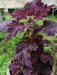 Coleus Seeds-Black Dragon-Intense Color,very Showy,Perfect for adding some intense color into the shade border,Shade Loving, foliage plant - Caribbeangardenseed