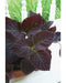 Coleus Seeds ,Dark Chocolate Coleus ,Pelleted seeds.Great house plant ! - Caribbeangardenseed