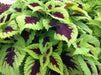 Coleus Seeds,''Kong Lime Sprite' coleus .Great house plant ! Shade Loving, foliage plant - Caribbeangardenseed