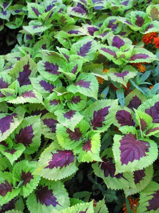 Coleus Seeds,''Kong Lime Sprite' coleus .Great house plant ! Shade Loving, foliage plant - Caribbeangardenseed