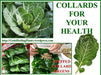 Giant champion collard greens,Vegetable Garden Seeds - Caribbeangardenseed
