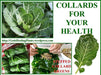 COLLARD Greens, Vates, ORGANIC vegetable Seeds, - Caribbeangardenseed