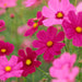 COSMOS Radiance ,Flowers SEED- (Cosmos bipinnatus) Annual, AAS Winner - Caribbeangardenseed